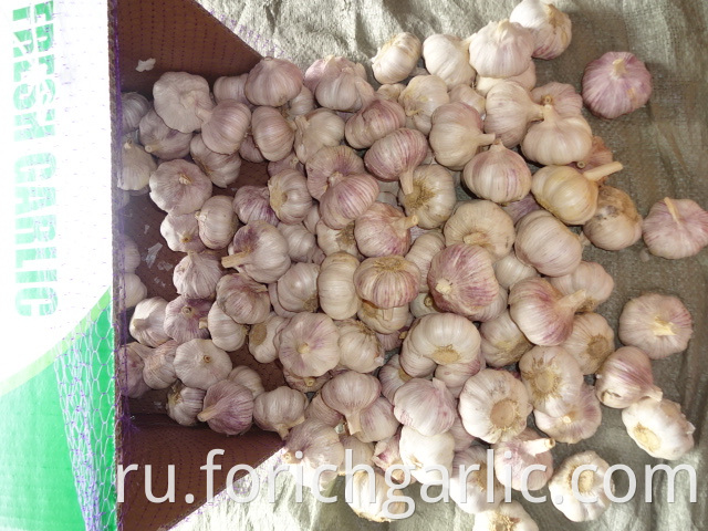 Regular Garlic 5 0cm